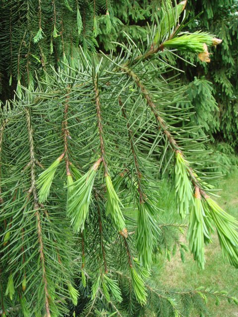 Picea breweriana rameau